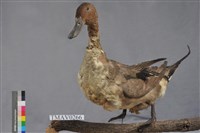 藏品(尖尾鴨)的圖片